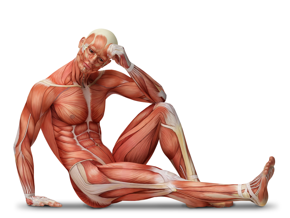FSHD muscles corps humain